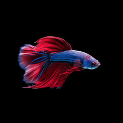 A beautiful red and blue fish swimming in a black background