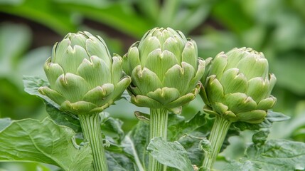 Close-up, three green artichokes thrive in field, vibrant green leaves, organic agriculture