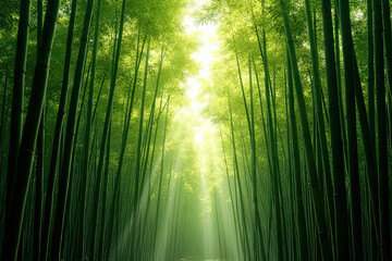 Fototapeta premium Majestic Bamboo Forest with Sunlight Streaming Through Lush Green Canopy Creating a Serene and Mystical Atmosphere in a Peaceful and Picturesque Natural Landscape