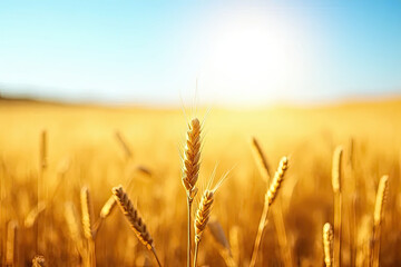 Golden Wheat Field Under Bright Sunlight with Warm Glow and a Tranquil Countryside Ambiance Creating a Dreamy and Picturesque Rural Harvest Landscape