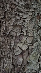 Texture, tree bark