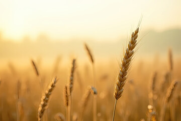 Golden Wheat Field in Soft Morning Light with a Warm Glow and a Tranquil Countryside Ambiance Creating a Dreamy and Picturesque Rural Harvest Landscape