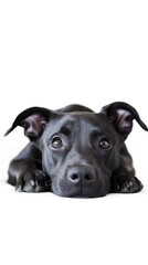 Fototapeta premium Adorable black puppy, cute dog portrait isolated on transparent background