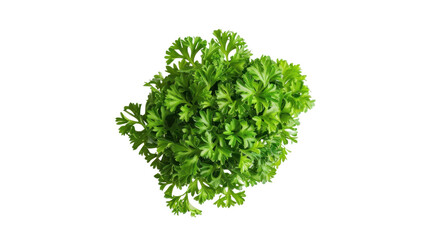 Obraz premium Fresh parsley bunch isolated on transparent background