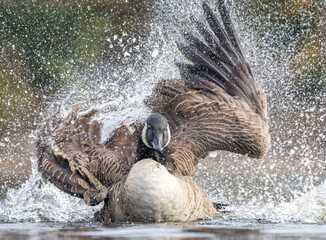 A Canada goose taking a bath in shallow water and shaking off its wings creating a big splash with water droplets surrounding it.  © Cami Johnson