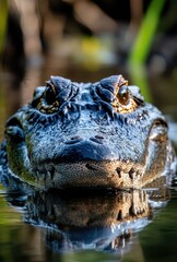 Fototapeta premium Majestic Alligator with Intense Gaze Emerging from Still Water Surrounded by Lush Greenery in a Natural Habitat Environment