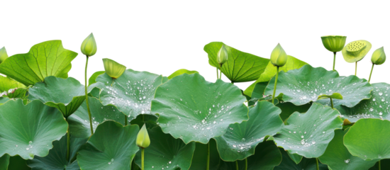 PNG Lotus leaves and water droplets along the bottom leaf background nature.