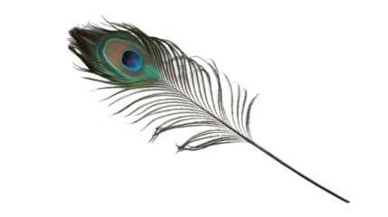 Vibrant peacock feather showing intricate details on transparent background