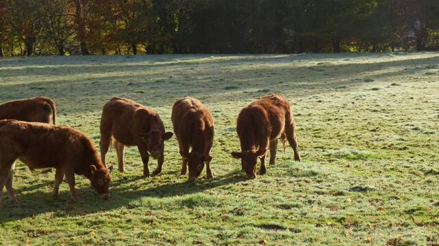 Herd Of Brown Cattle Feeding On The Field With Green Grass At Sunrise, wide shot