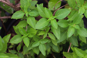 Fresh Green Basil Leaves Growing in Garden Pot