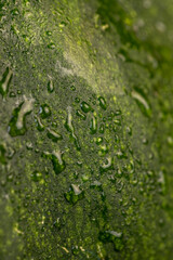 the wet thick and tough pumpkin peel is green,