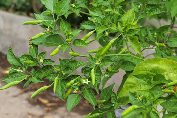Vibrant Green Chili Plant with Growing Fresh Peppers
