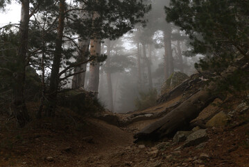 Fototapeta premium The mist settles in the forest
