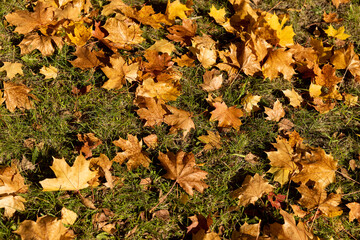 fallen yellowed maple leaves , sunny weather in the park