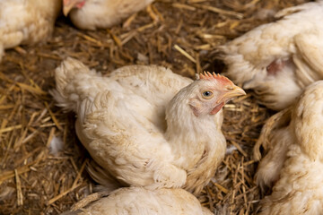 adult fat chickens in a poultry farm without cages