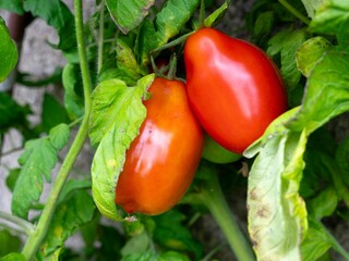 Bush with two red tomatoes plant (solanum lycopersicum), shallow DoF