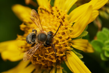 detailed macro view of bee pollination
