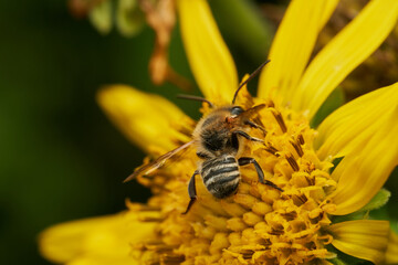 detailed macro view of bee pollination