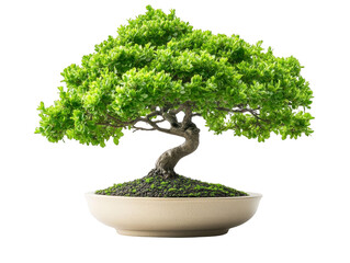 Vibrant bonbon tree in white pot, a sweet and elegant home decor piece