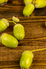 not ripe green oak acorn close  up