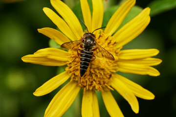 detailed macro view of bee pollination