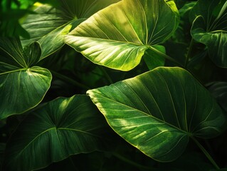Fototapeta premium Close-up of vibrant green tropical leaves