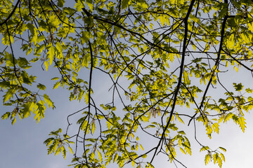 green new oak foliage in sunny weather