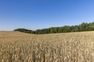 a wheat field with a new harvest of cereals at sunset