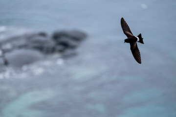 Wilson's Storm Petrel (Oceanites oceanicus) flying in the sky. Antarctica