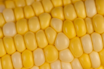 peeled corn cob with yellow and white seeds of different sizes and shades