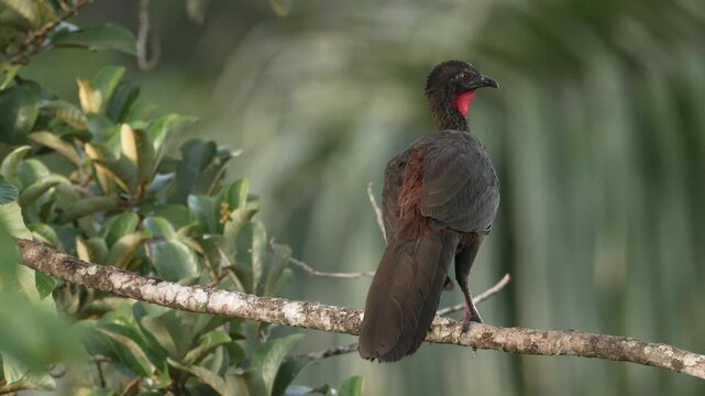 Crested Guan, Penelope purpurascens, big bird in nature habitat, Costa Rica. Braun guan on the tree, rain in tropic forest. Birdwatching in Central America. Nature wildlife.