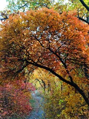 Bright colors of the autumn forest