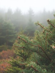 Misty forest with a focus on spruce trees, foggy atmosphere, dramatic lighting. Fog obscuring the background, vintage effect to image.