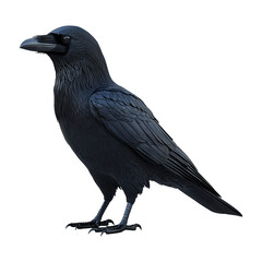 3D raven with glossy black feathers isolated on transparent background