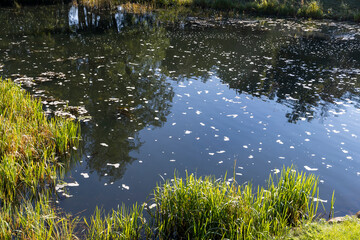 a wide but shallow river with a large current