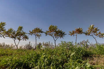 a row of sumac trees to fence the field and divide it into sections