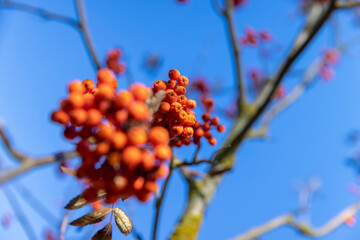 ripe red rowan berries after leaf fall against a blue sky background