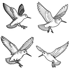 Obraz premium Detailed Cute Sandpiper Cartoon Outline Vector Silhouettes in Flying Pose