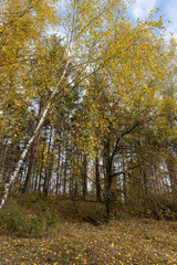 the orange foliage of birch trees in cloudy weather