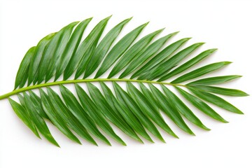 Obraz premium Palm leaves on a white background, a tropical plant leaf border for a summer design with copy space
