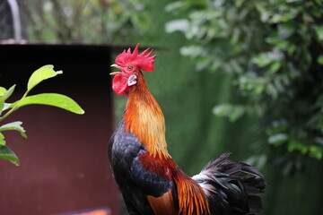 Chicken rooster hen poultry preening grooming crowing early morning daylight