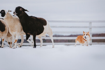 dog in herding 