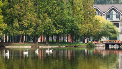 Obraz premium A tranquil lakeside idyll: a poetic tableau of swans and green trees at Ziyu Park, Beijing, China