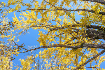 Ginko avenue in the Ibaraki history museum
