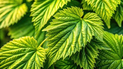 Fresh green Humulus japonicus, a botanical image showcasing the vibrant texture and close-up detail of Asian hops leaves.