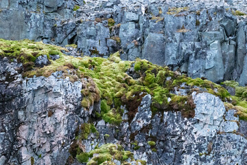 Flora in Antarctica. Nature in Antarctica. Moss. Summer in Antarctica © Oleksandr Matsibura