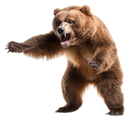 Obraz premium PNG Brown stuffed bear wildlife mammal animal.