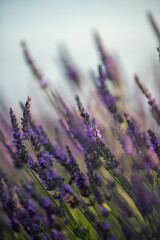 Lavender Fields in Provence: A Breathtaking Floral Scene