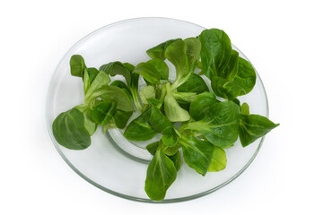 Fresh leaves of cornsalad on glass saucer on white background