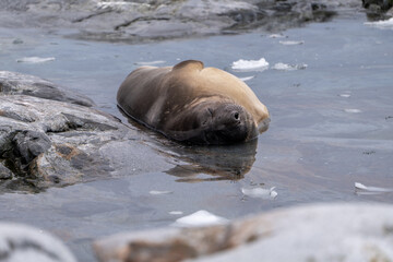 Female elephant seal lying in the waer. Antarctica. Mirounga leonina